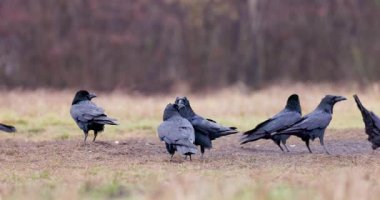 Kara kuzgunlar kışın sisli orman videosunda (Corvus corax)