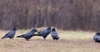 Kara kuzgunlar kışın sisli orman videosunda (Corvus corax)