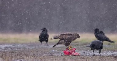 Altın sarısı beyaz kuyruklu kartal, atmaca kuşu, buteo buteo, avlanmak için uçar ve karlı ormanda siyah kuzgunlarla savaşır. Doğadan vahşi yaşam sahnesi