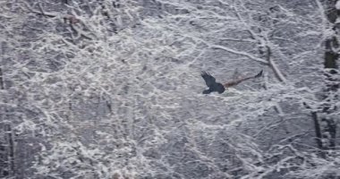 Kartal yarasası, akbaba, kara kuzgun uçar ve kış ormanlarında karla savaşır.