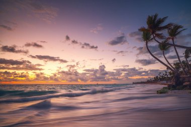 Tropikal Karayip sahilinde palmiye ağacı silueti Punta Cana, Dominik Cumhuriyeti deniz doğumu