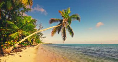 Yaz tatili Karayipler 'de bir cennet adasında, sahilde palmiye ağaçları ve turkuaz deniz suyu ile birlikte.