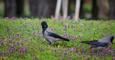 Şehir parkında mor çiçeklerle çimlerin üzerinde siyah karga kargası. 
