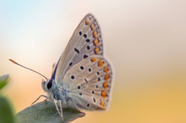 Yakından Çekilen Küçük Kelebeğin Makro Fotoğrafı Doğal Güzellik Yakından Yakından Yakından Yakalandı