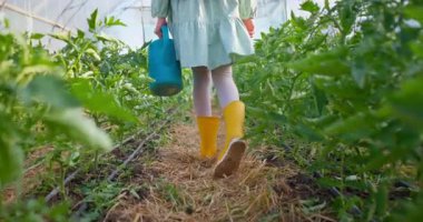 Elbiseli ve sarı lastik çizmeli çiftçi kız el sulama tenekesini tutuyor ve elinde taze domates fidanlarıyla bir serada yürüyor.