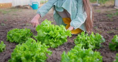 Genç Çiftçi Kız Çiftçilik Bahçesinde Taze Marul Bitkileri Topluyor