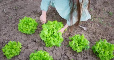Genç Çiftçi Kız Çiftçilik Bahçesinde Taze Marul Bitkileri Topluyor