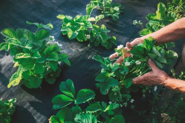 Çiftçi elleri çiçek açan çileklerle ilgilenir. Bahçede çiçekler ve güneş ışığı ile.