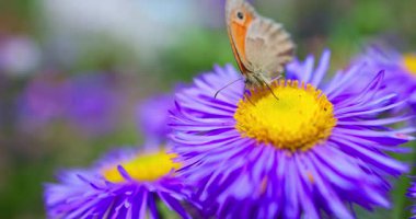 Bahçedeki kelebek çiçek açan mor çiçeklerden polen topluyor.
