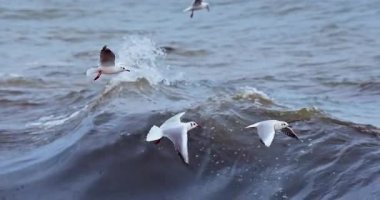 Deniz dalgaları üzerinde uçan martılar çığlık atıyor ve balık arıyorlar.