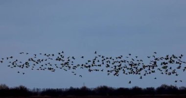 Kaz sürüsü ve ördek sürüsü kışın güneye doğru uçar.