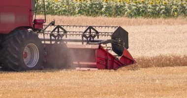 Buğday tarlasında çalışan hasat makinesini birleştirip buğday tanelerini hasat ediyoruz.