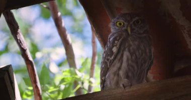 Küçük baykuş (Athene noctua) baykuşçuğu kırsal kesimdeki terk edilmiş bir binada çatının altına tünedi.
