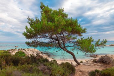 Kavourotripes Sahili, Chalkidiki, Yunanistan. Turkuaz suları olan güzel tropikal sahil manzarası.