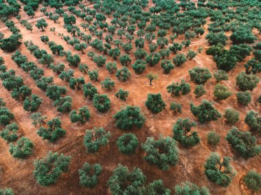 Güneşli Kırsal Arazide Zeytin Ağacı Çiftliği Hava Görüntüsü