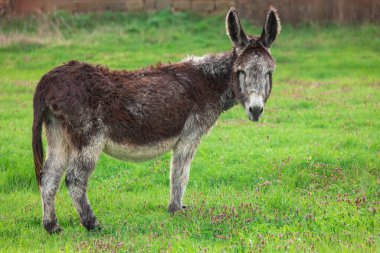 Kırsal Eşek Güneşli Gün 'de Yeşil Çayırda Huzurlu Oluyor
