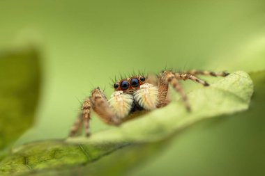 Macro, yeşil bir yaprağın üzerinde zıplayan örümceğe yaklaş