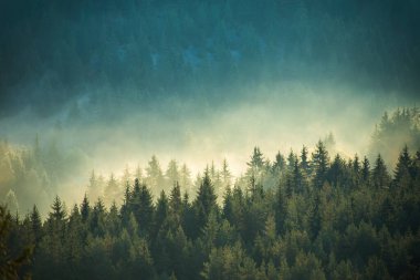 Puslu çam ormanı bir doğa rezerv dağ yamacında