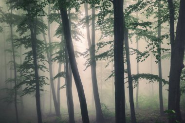 Büyük yeşil ağaç ve sis sisli yeşil ormanda