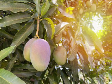 Bir grup mango ağaç makrosu üzerinde asılı kalsın.