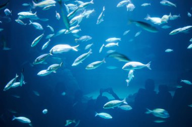 Mavi sularda bir sürü balık ve fotoğraf çeken insanların silueti.