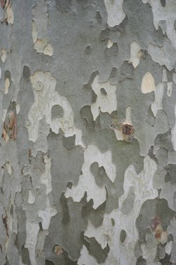 Bagaj soluk yeşil renkli arka plan. Sert ahşap kabuk yüzeyi