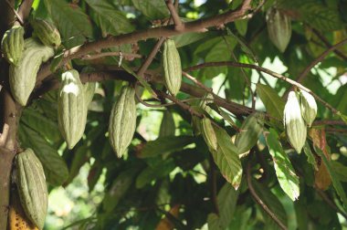 Ağaç zemininde yeni büyüyen kakao kapsülleri