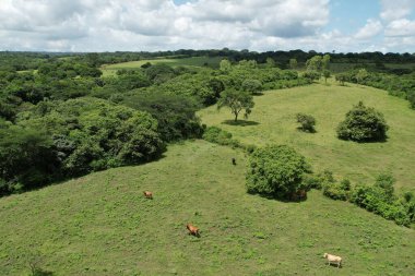 Yeşil çayır arka planında birkaç inek hava aracı üst görünümü