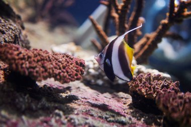 Çizgili renkte balıklar kahverengi mercanların etrafında yüzer.