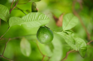 Ağaç dalında yetişen yeşil limon narenciye ağacı manzarası