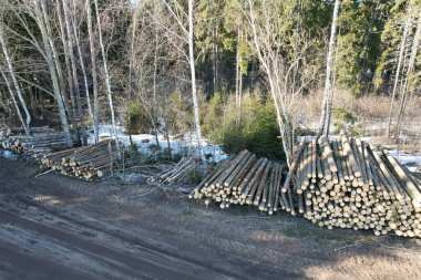 Bir yığın tahta kütük. Kereste temalı hava görüntüsü