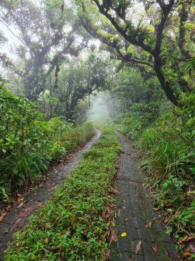 Sisli ormanın etrafındaki taş yol. Yağmurlu orman teması