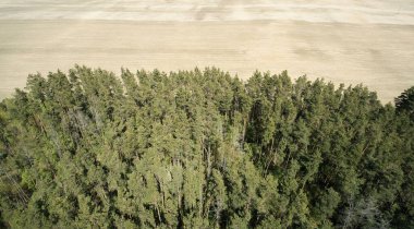 Orman manzarası, boş kahverengi arazi hava aracı manzaralı.