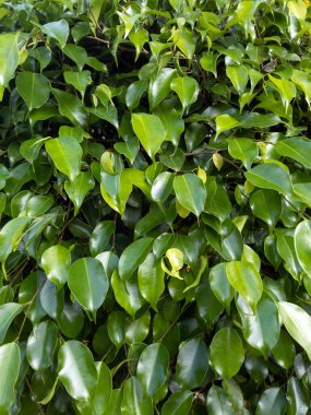 İpeksi yumuşak desenli yeşil ağaç yaprağı