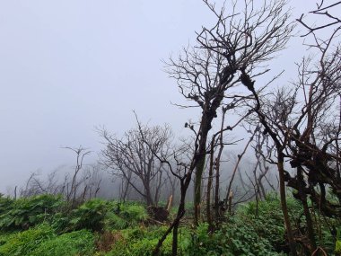 Yanardağ dumanından sonra zarar görmüş ağaç. Ağaç gövdesini yak