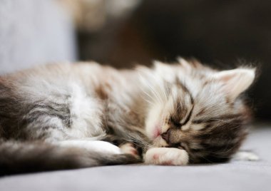 Yumuşak, bulanık arka planda sevimli kedi portresi