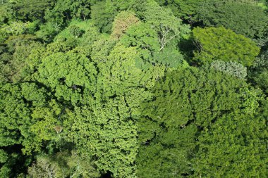 Ağaç çalılıklarında yeşil yapraklar güneşli günlerde hava aracı görüntüsü