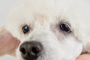 Beyaz kaniş köpeğinin gözleri manzarayı kapatır. Köpeğin vesikalığı.