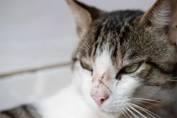 stock image Scratch on nose of cat after fight with other animal on street