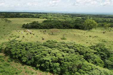 Parlak güneşli bir günde otlakta bir grup çiftlik hayvanı.