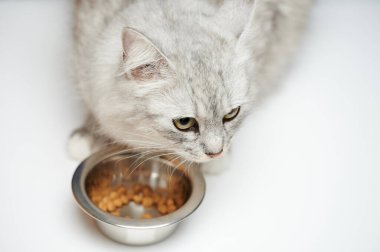 Stüdyonun arka planında metal plakanın yanındaki aç kedi.