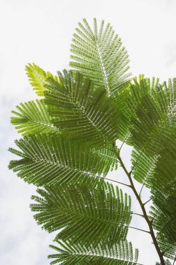 Yaprak izolasyonlu tropikal ağaç dalı beyaz arkaplan