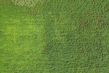 Çizgileri olan yeşil alan. İHA görünümünün üstündeki bitkiler.