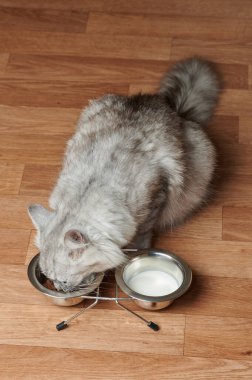 Gri kedi, metal kaselerden yukarıdaki tahta zeminde yemek yiyor.