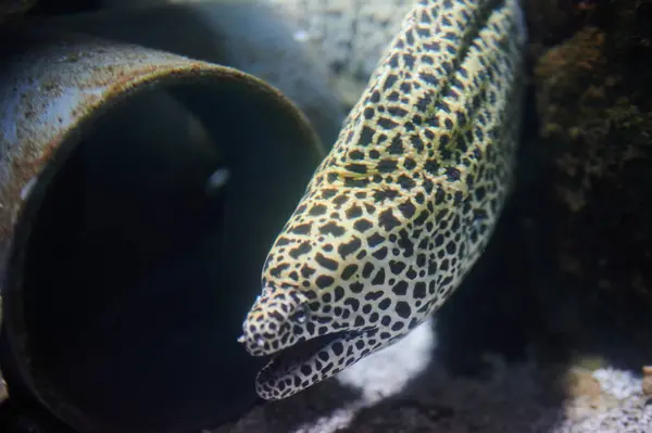 stock image One moray portrait swim in clean water close up view