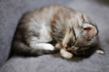 Gri kanepede uyuyan bir kedi.