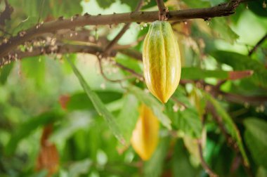 Bulanık yeşil yapraklı kakao tropikal bitki kapsülü