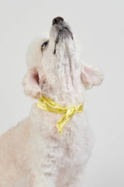 Stüdyoda izole edilmiş kaniş köpeğine bakıyorum.