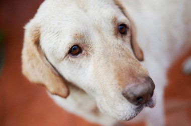 Labrador köpeğinin portresi yan fotoğrafa bakıyor.