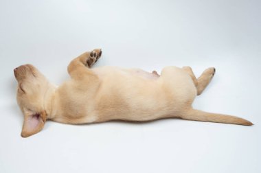 Tam uykuya dalmış labrador yavrusu stüdyo arka planında izole edilmiş.